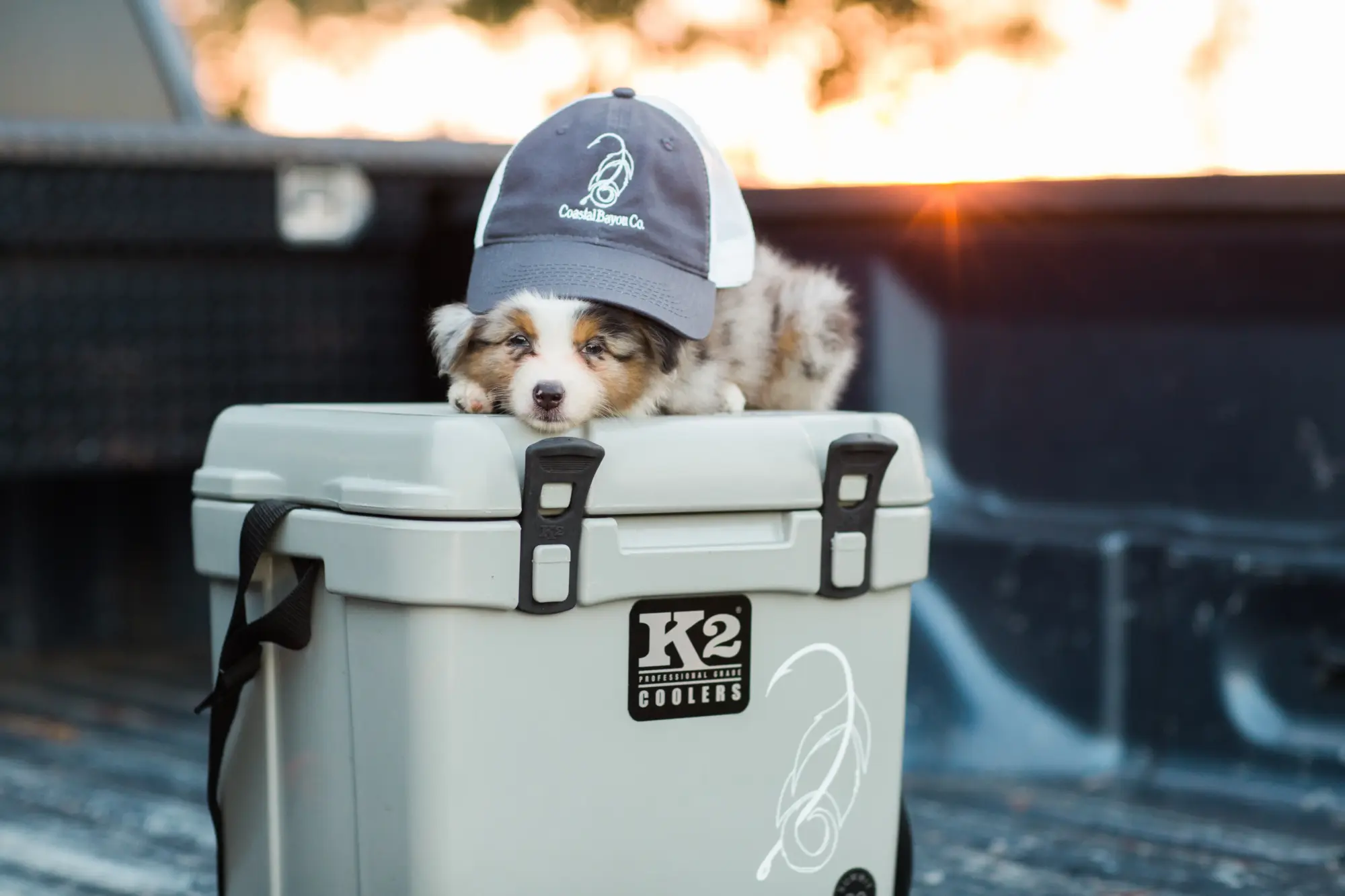 Photography In New Orleans - Hannah Herpin Creative 96 puppy 001
