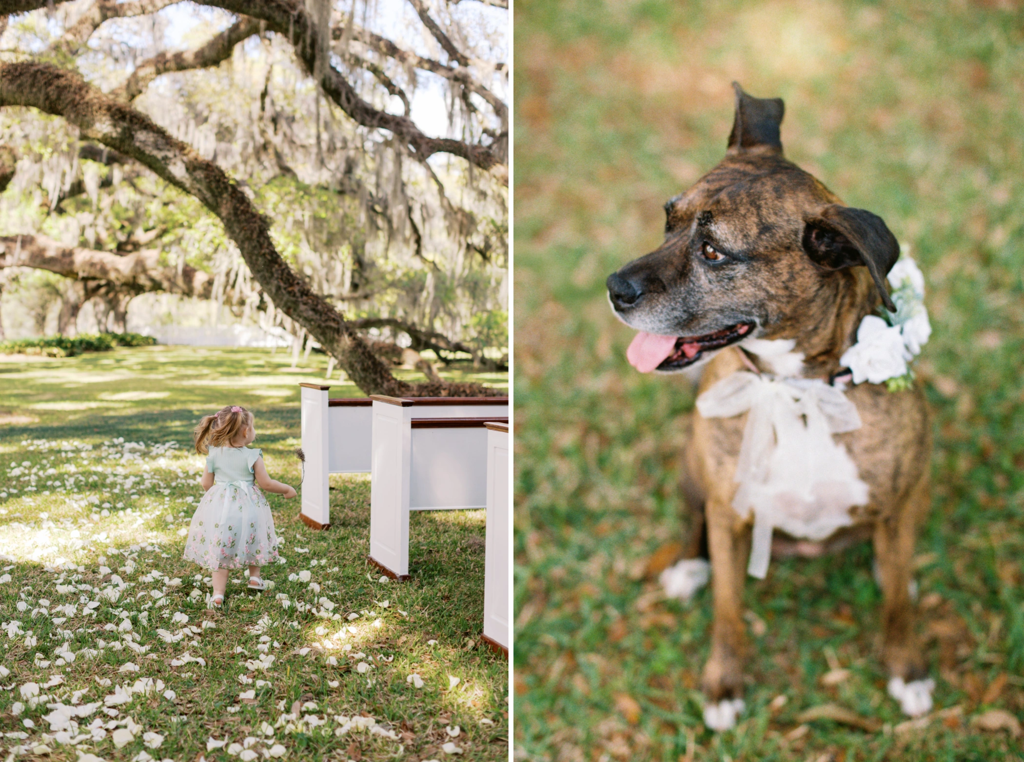A flower girl walking through scattered petals under the oaks, and the couple's dog wearing a white floral collar